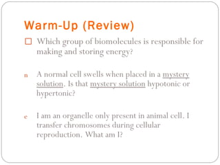 Warm-Up (Review) Which group of biomolecules is responsible for making and storing energy ? A normal cell swells when placed in a  mystery solution . Is that  mystery solution  hypotonic or hypertonic? I am an organelle only present in animal cell. I transfer chromosomes during cellular reproduction. What am I? 