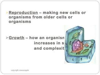 Reproduction  – making new cells or organisms from older cells or organisms Growth  – how an organism increases in size and complexity copyright cmassengale 