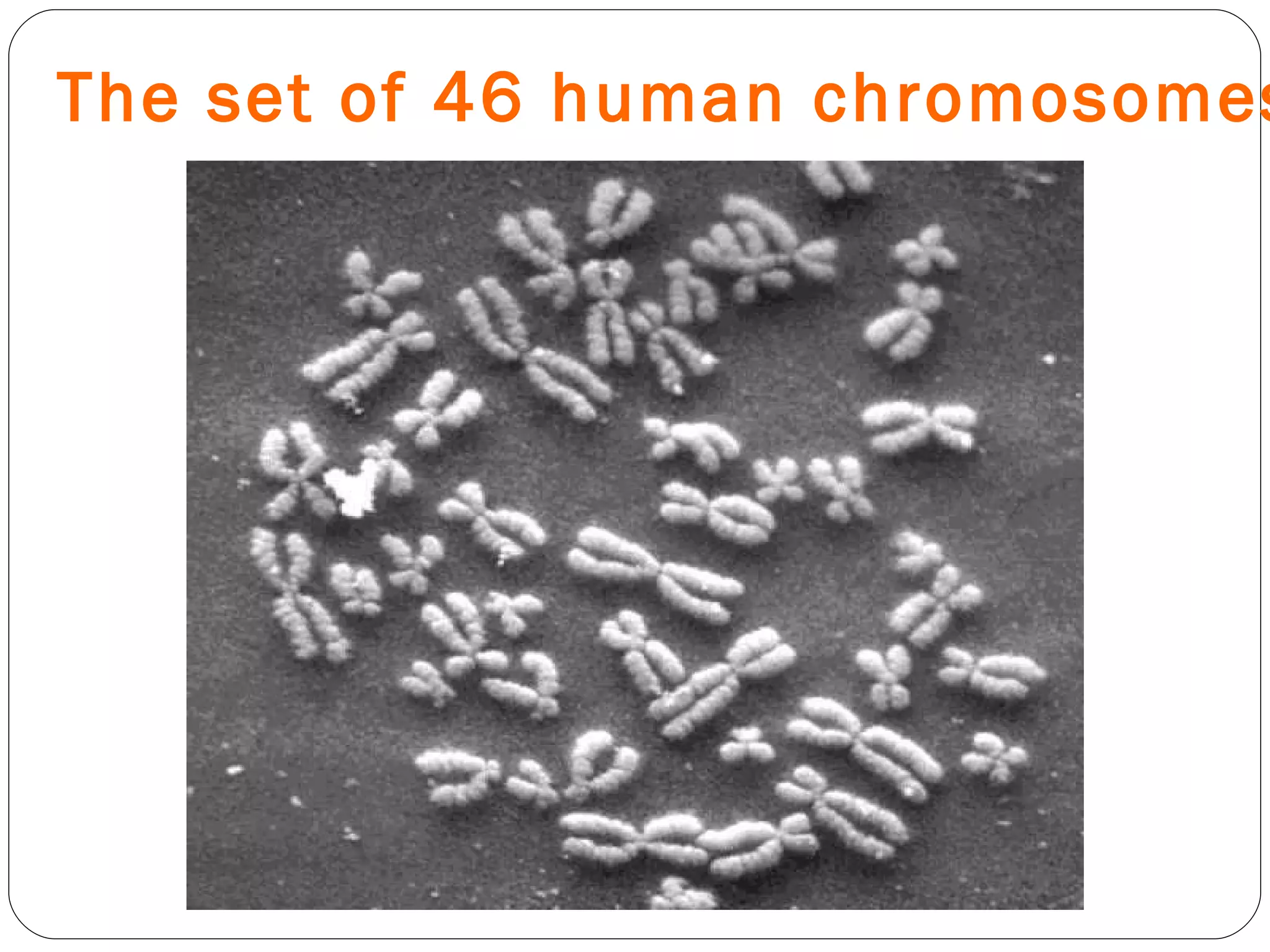 The set of 46 human chromosomes 