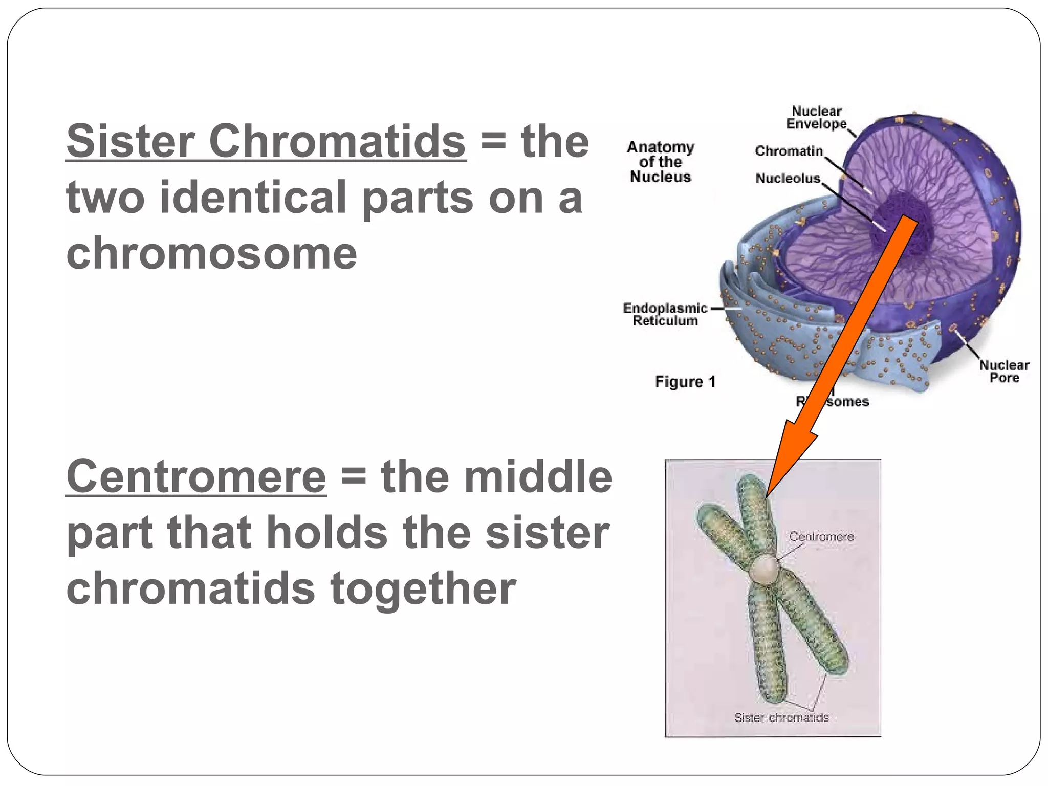 Sister Chromatids  = the two identical parts on a chromosome Centromere  = the middle part that holds the sister chromatids together 