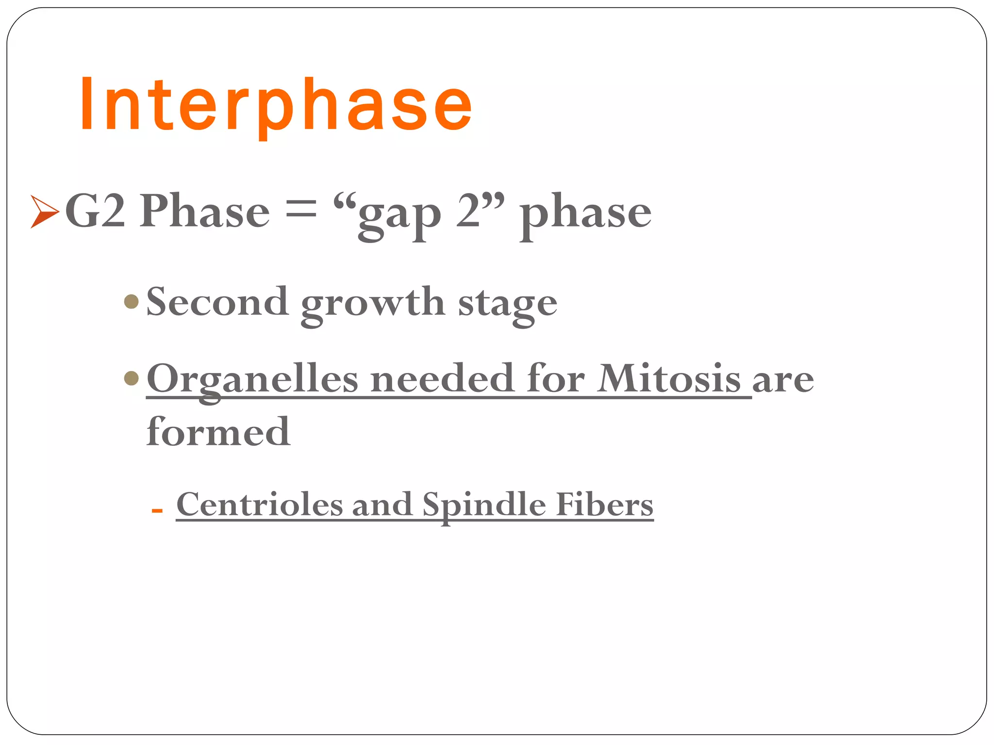 Interphase G2 Phase = “gap 2” phase Second growth stage Organelles needed for Mitosis  are formed Centrioles and Spindle Fibers 
