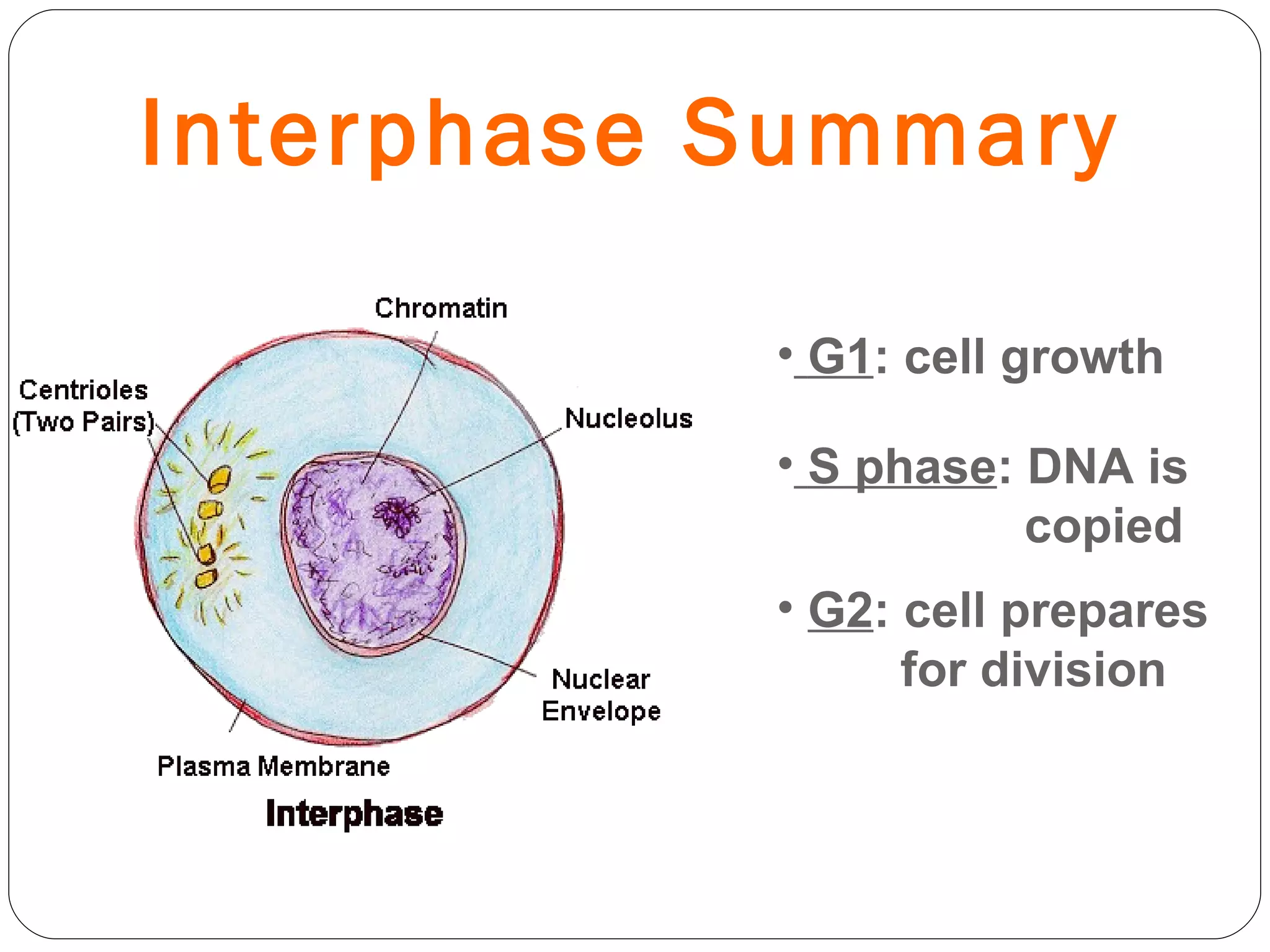 Interphase Summary G1 : cell growth S phase : DNA is  copied G2 : cell prepares  for division 