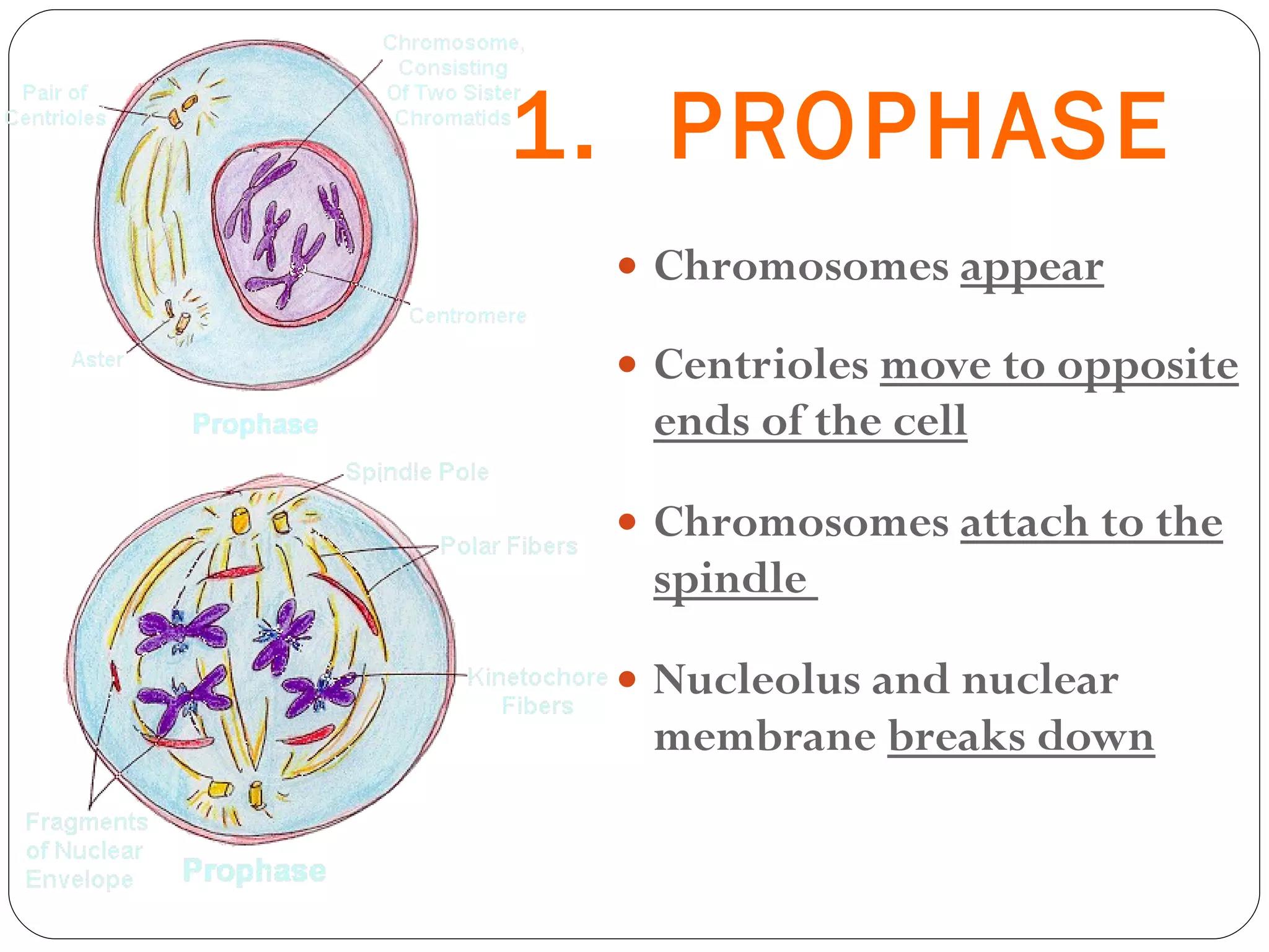 1.  PROPHASE Chromosomes  appear Centrioles  move to opposite ends of the cell Chromosomes  attach to the spindle  Nucleolus and nuclear membrane  breaks down 