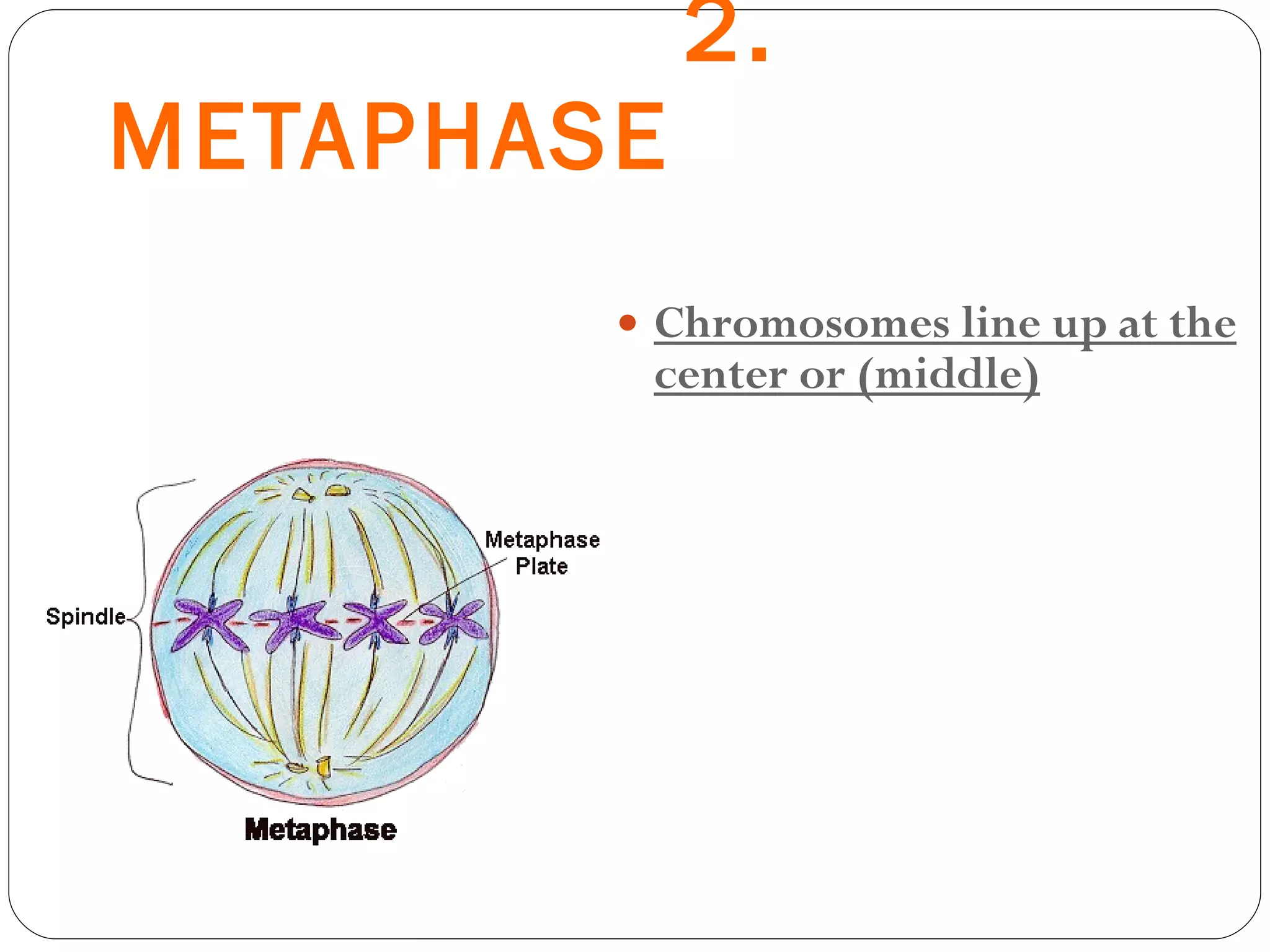 2.  METAPHASE Chromosomes line up at the center or (middle) 