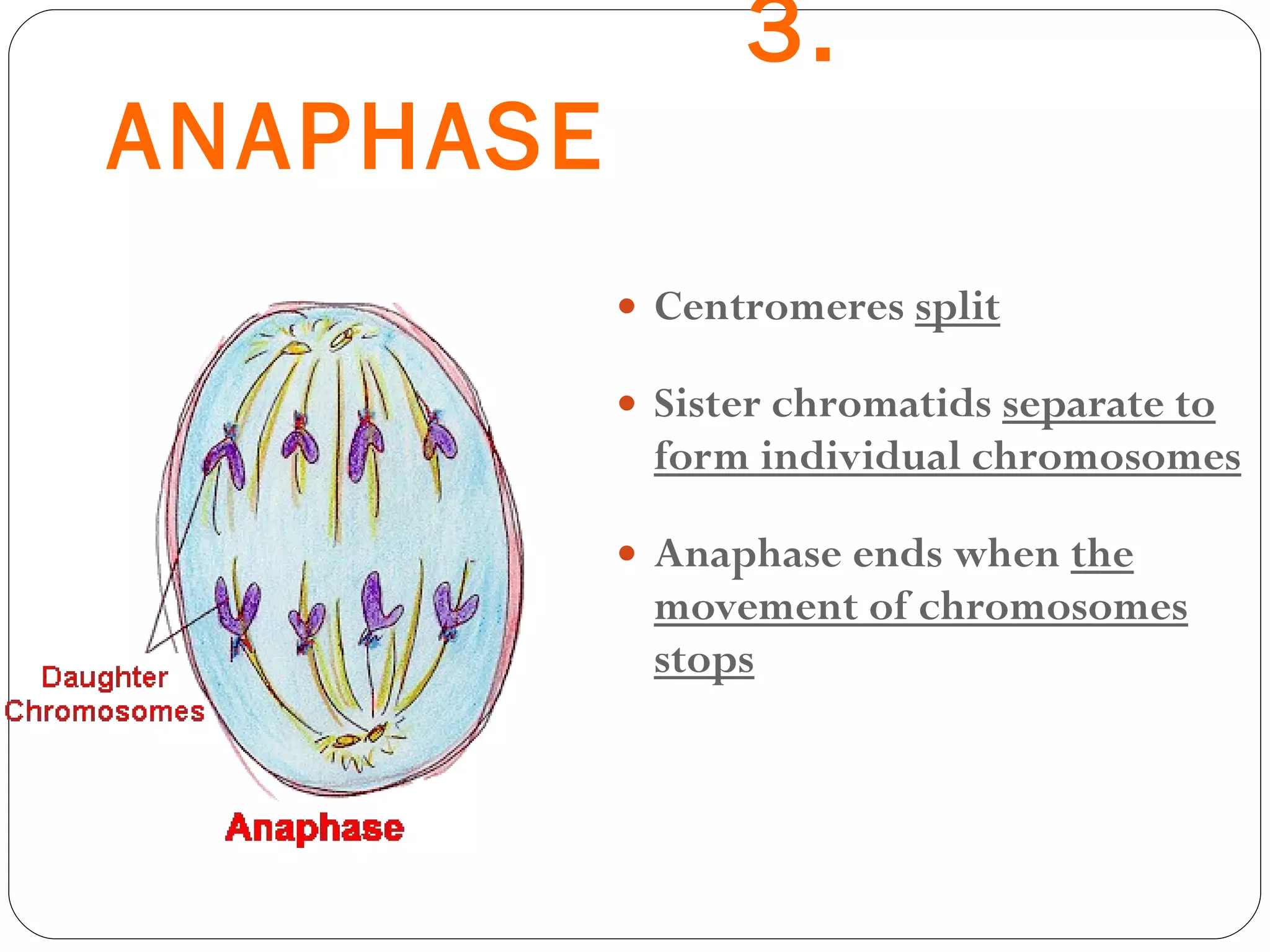 3.  ANAPHASE Centromeres  split Sister chromatids  separate to form individual chromosomes Anaphase ends when  the movement of chromosomes stops 