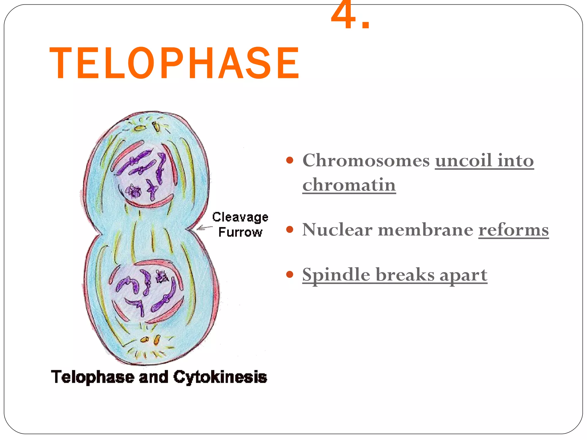 4.  TELOPHASE Chromosomes  uncoil into chromatin Nuclear membrane  reforms Spindle breaks apart 
