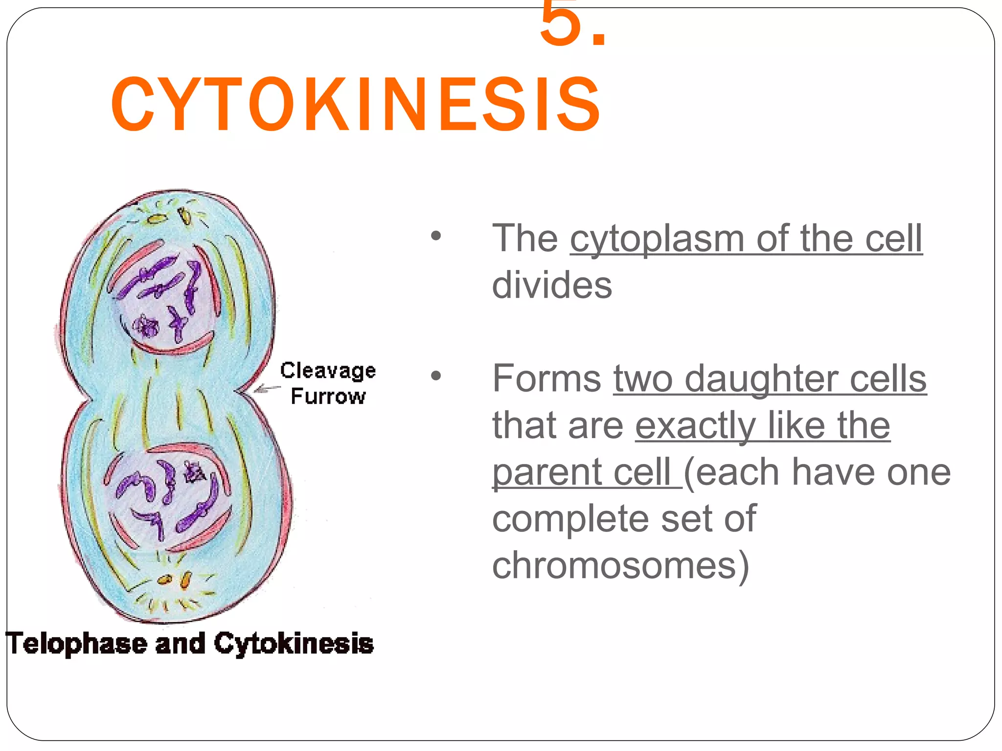 5. CYTOKINESIS The  cytoplasm of the cell  divides Forms  two daughter cells  that are  exactly like the parent cell  (each have one complete set of chromosomes) 