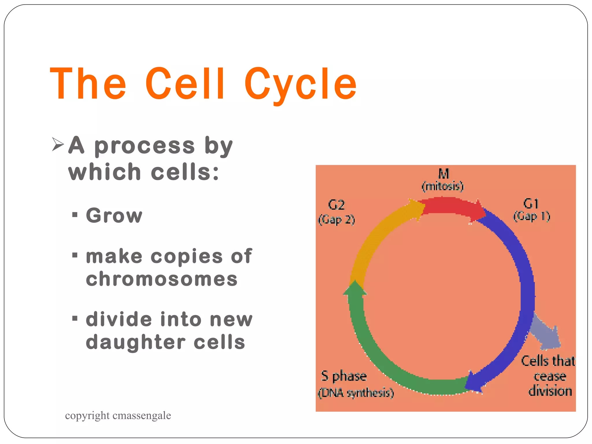 The Cell Cycle A process by which cells:  Grow make copies of chromosomes divide into new daughter cells copyright cmassengale 