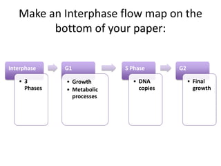 Make an Interphase flow map on the
         bottom of your paper:


Interphase    G1            S Phase      G2

   • 3        • Growth        • DNA           • Final
     Phases   • Metabolic       copies          growth
                processes
 