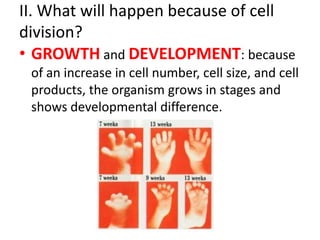 II. What will happen because of cell
division?
• GROWTH and DEVELOPMENT: because
 of an increase in cell number, cell size, and cell
 products, the organism grows in stages and
 shows developmental difference.
 