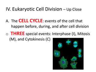 IV. Eukaryotic Cell Division – Up Close

A. The CELL CYCLE: events of the cell that
   happen before, during, and after cell division
o   THREE special events: Interphase (I), Mitosis
    (M), and Cytokinesis (C)
 