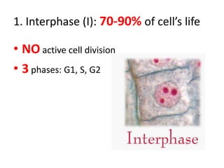 1. Interphase (I): 70-90% of cell’s life

• NO active cell division
• 3 phases: G1, S, G2
 