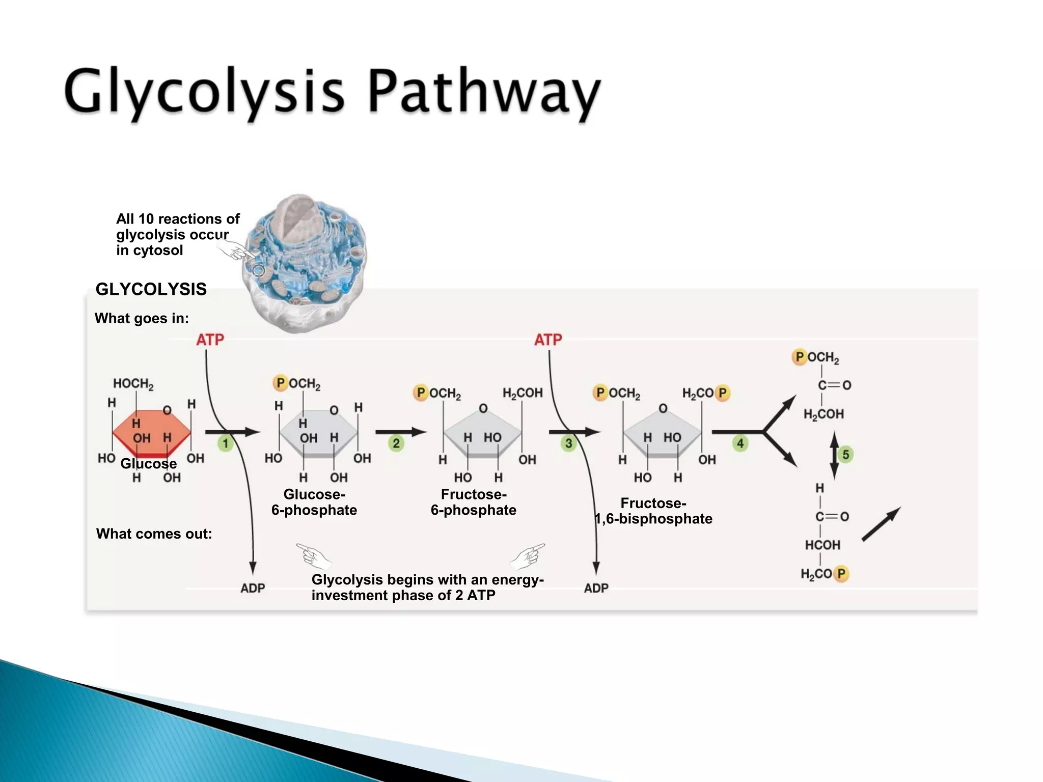 Glycolysis begins with an energy-
investment phase of 2 ATP
All 10 reactions of
glycolysis occur
in cytosol
GLYCOLYSIS
What goes in:
What comes out:
Glucose
Glucose-
6-phosphate
Fructose-
6-phosphate Fructose-
1,6-bisphosphate
 