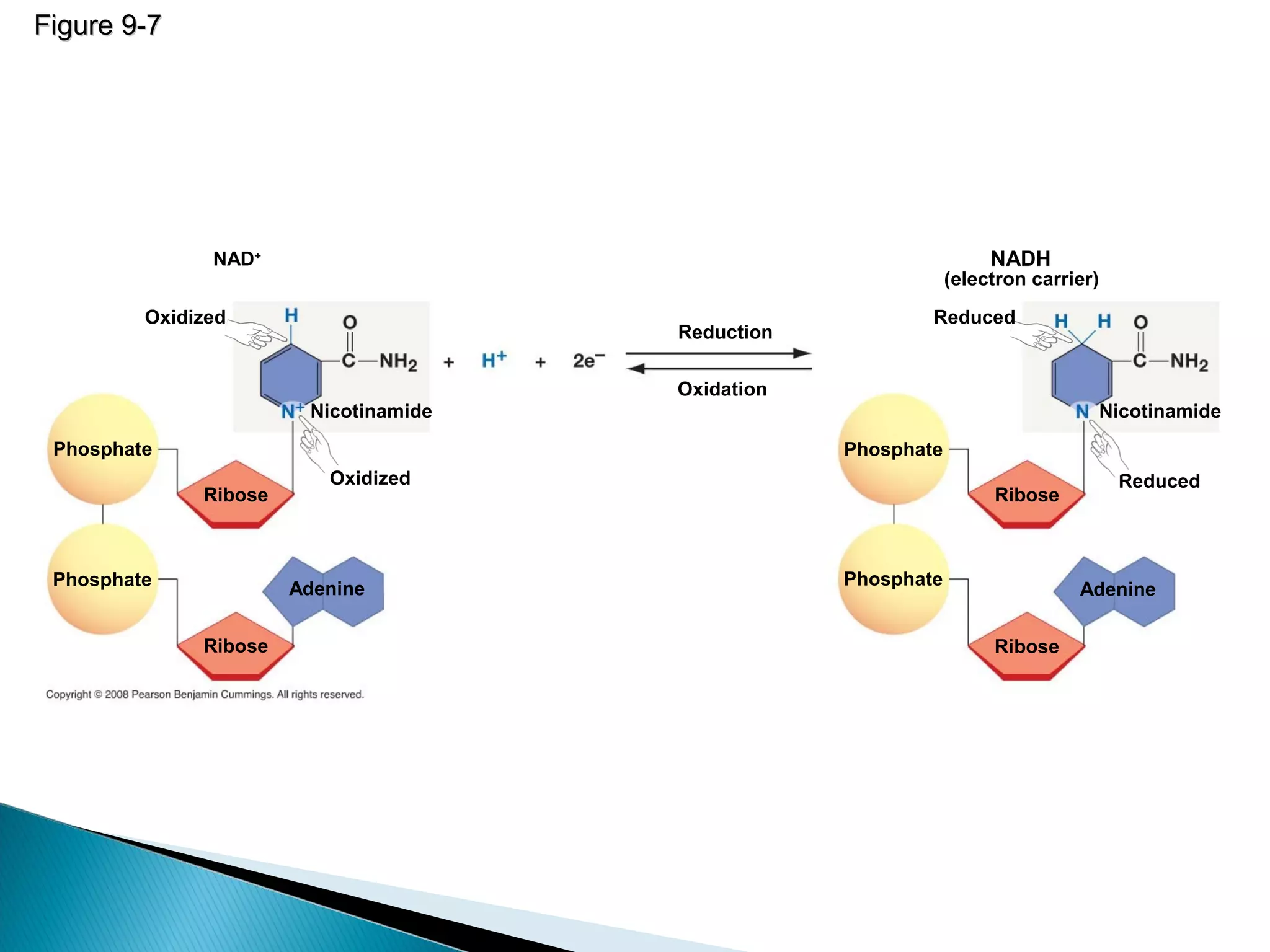 Figure 9-7Figure 9-7
NAD+
Reduction
Oxidation
Oxidized
Oxidized
Nicotinamide
Phosphate
Ribose
Phosphate
Ribose
Adenine
Phosphate
Phosphate
Ribose
Ribose
Adenine
Reduced
Nicotinamide
NADH
(electron carrier)
Reduced
 