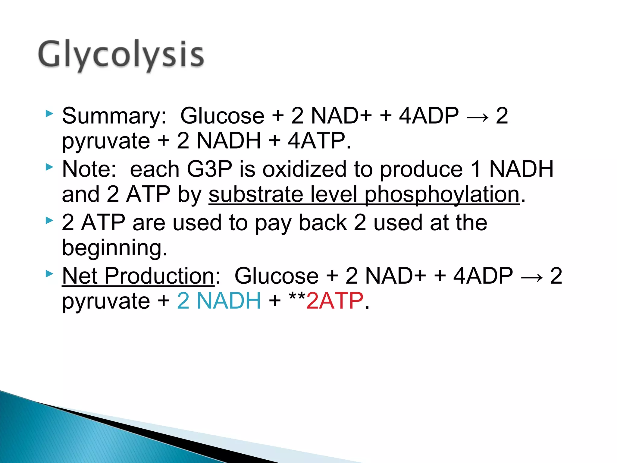  Summary: Glucose + 2 NAD+ + 4ADP → 2
pyruvate + 2 NADH + 4ATP.
 Note: each G3P is oxidized to produce 1 NADH
and 2 ATP by substrate level phosphoylation.
 2 ATP are used to pay back 2 used at the
beginning.
 Net Production: Glucose + 2 NAD+ + 4ADP → 2
pyruvate + 2 NADH + **2ATP.
 