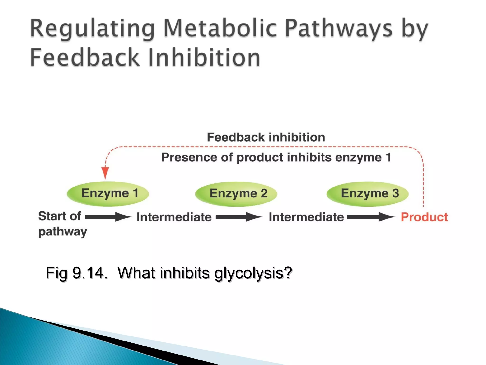 Fig 9.14. What inhibits glycolysis?Fig 9.14. What inhibits glycolysis?
 