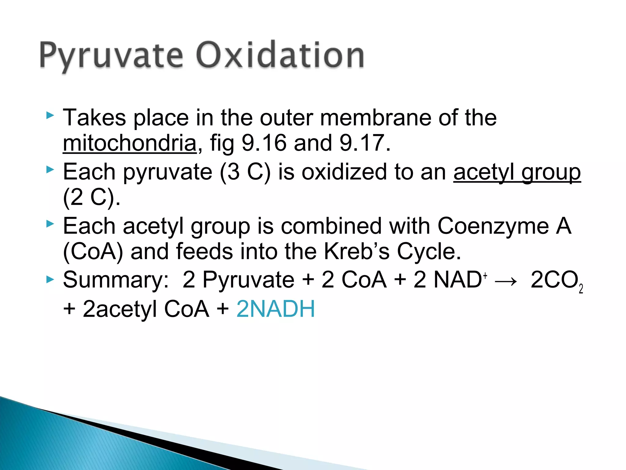  Takes place in the outer membrane of the
mitochondria, fig 9.16 and 9.17.
 Each pyruvate (3 C) is oxidized to an acetyl group
(2 C).
 Each acetyl group is combined with Coenzyme A
(CoA) and feeds into the Kreb’s Cycle.
 Summary: 2 Pyruvate + 2 CoA + 2 NAD+
→ 2CO2
+ 2acetyl CoA + 2NADH
 
