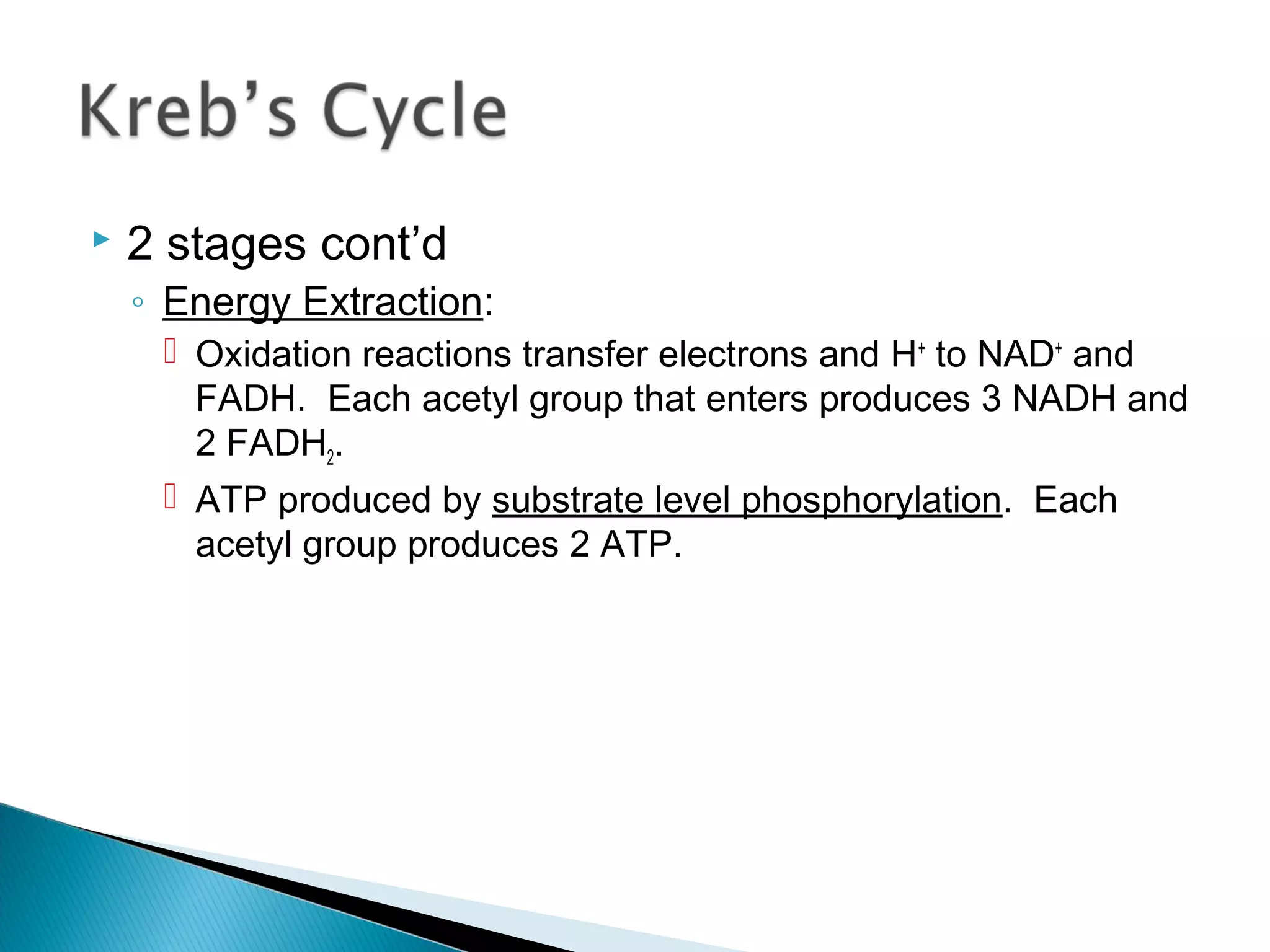  2 stages cont’d
◦ Energy Extraction:
 Oxidation reactions transfer electrons and H+
to NAD+
and
FADH. Each acetyl group that enters produces 3 NADH and
2 FADH2.
 ATP produced by substrate level phosphorylation. Each
acetyl group produces 2 ATP.
 