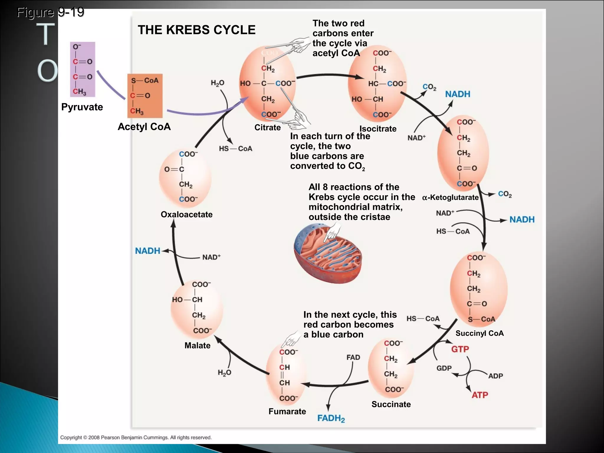 Figure 9-19Figure 9-19
Oxaloacetate
Malate
Fumarate
Succinate
Succinyl CoA
α-Ketoglutarate
Citrate Isocitrate
Pyruvate
Acetyl CoA
THE KREBS CYCLE
In each turn of the
cycle, the two
blue carbons are
converted to CO2
The two red
carbons enter
the cycle via
acetyl CoA
All 8 reactions of the
Krebs cycle occur in the
mitochondrial matrix,
outside the cristae
In the next cycle, this
red carbon becomes
a blue carbon
 