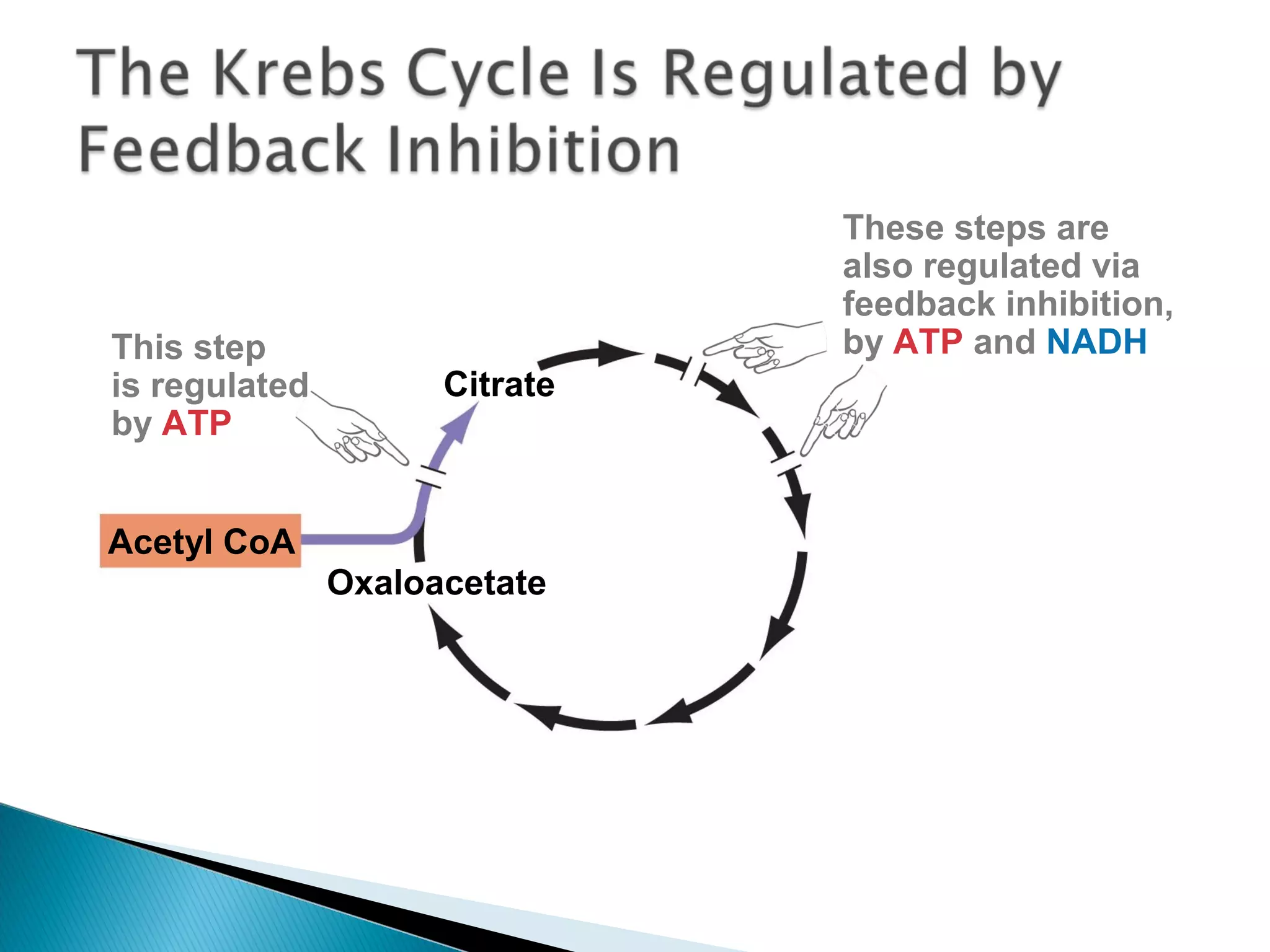 These steps are
also regulated via
feedback inhibition,
by ATP and NADHThis step
is regulated
by ATP
Oxaloacetate
Acetyl CoA
Citrate
 