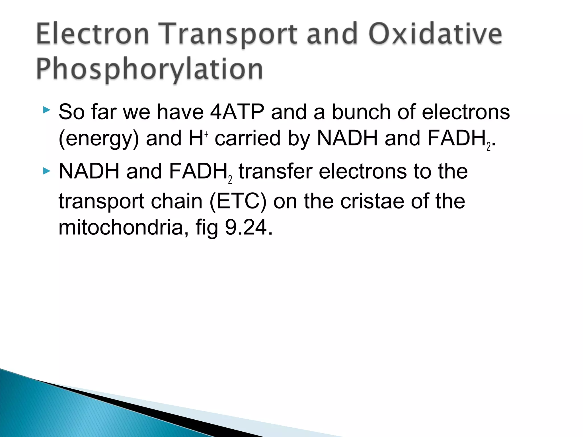  So far we have 4ATP and a bunch of electrons
(energy) and H+
carried by NADH and FADH2.
 NADH and FADH2 transfer electrons to the
transport chain (ETC) on the cristae of the
mitochondria, fig 9.24.
 