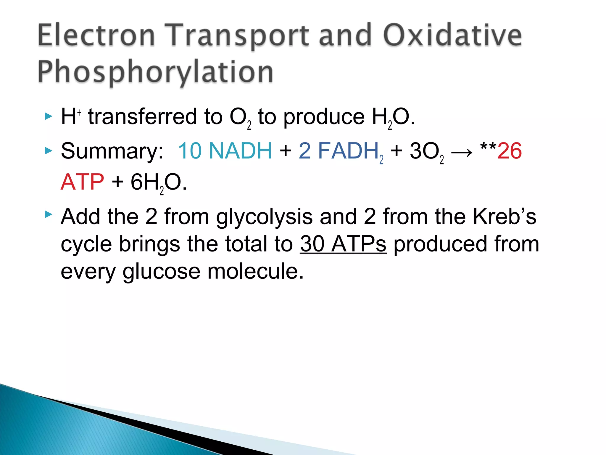  H+
transferred to O2 to produce H2O.
 Summary: 10 NADH + 2 FADH2 + 3O2 → **26
ATP + 6H2O.
 Add the 2 from glycolysis and 2 from the Kreb’s
cycle brings the total to 30 ATPs produced from
every glucose molecule.
 