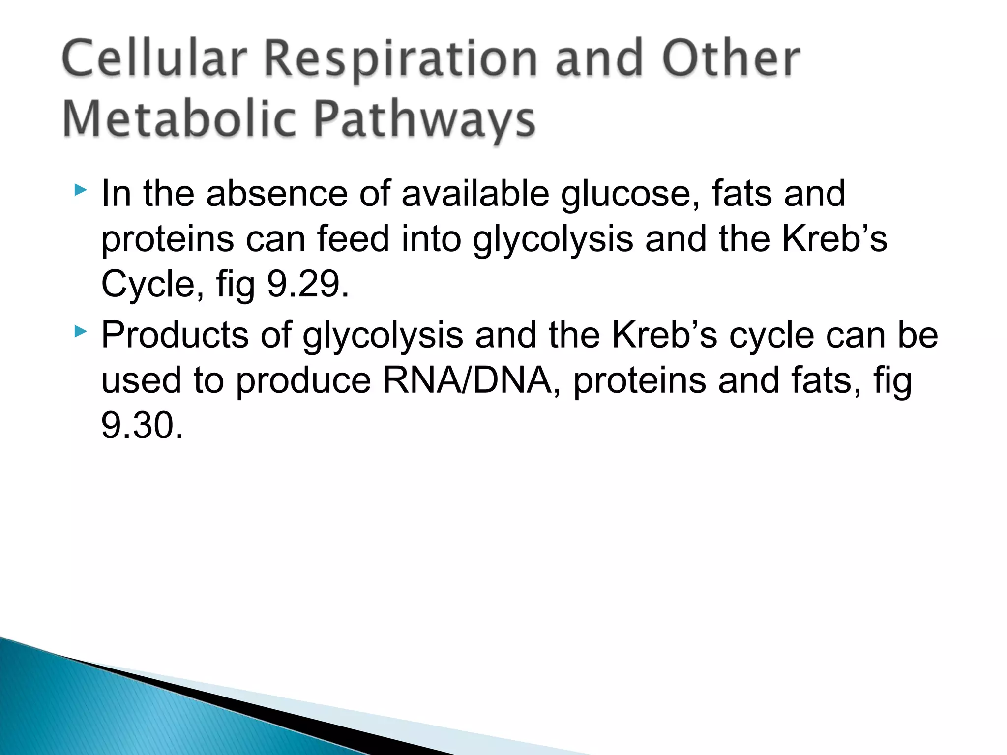  In the absence of available glucose, fats and
proteins can feed into glycolysis and the Kreb’s
Cycle, fig 9.29.
 Products of glycolysis and the Kreb’s cycle can be
used to produce RNA/DNA, proteins and fats, fig
9.30.
 