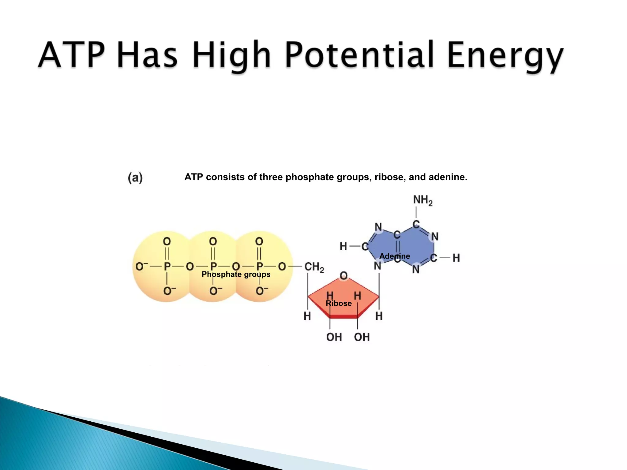 ATP consists of three phosphate groups, ribose, and adenine.
Phosphate groups
Ribose
Adenine
 