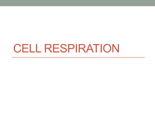 CELL RESPIRATION
 