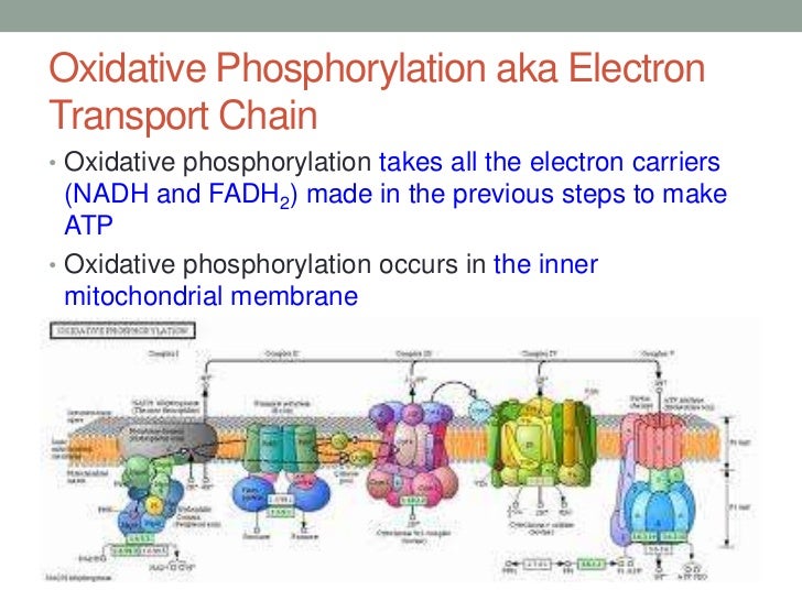 Where does oxidative phosphorylation occur?