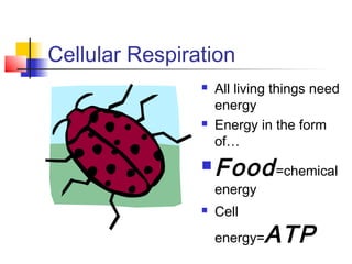 Cellular Respiration 
 All living things need 
energy 
 Energy in the form 
of… 
Food =chemical 
energy 
 Cell 
energy=ATP 
 