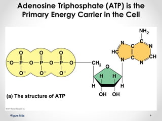 Cell respiration | PPT