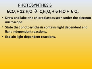 Cell respiration and photosynthesis IB Biology | PPT