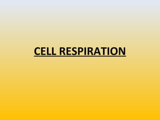 CELL RESPIRATION
 