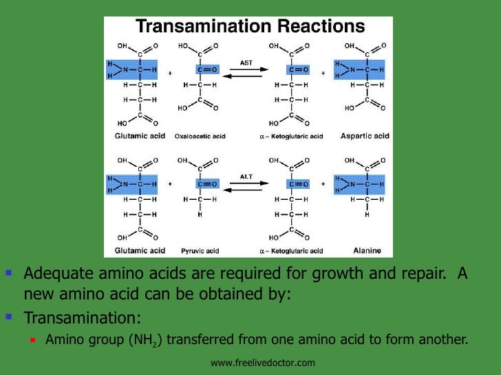 Cell Respiration &Metabolism