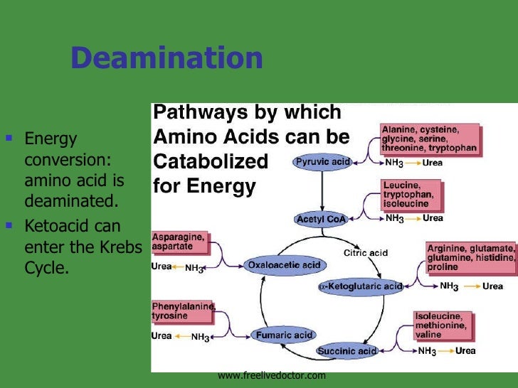 Cell Respiration &Metabolism