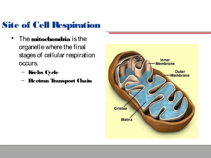 Cellular Respiration