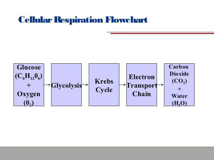 Cellular Respiration Flow Chart