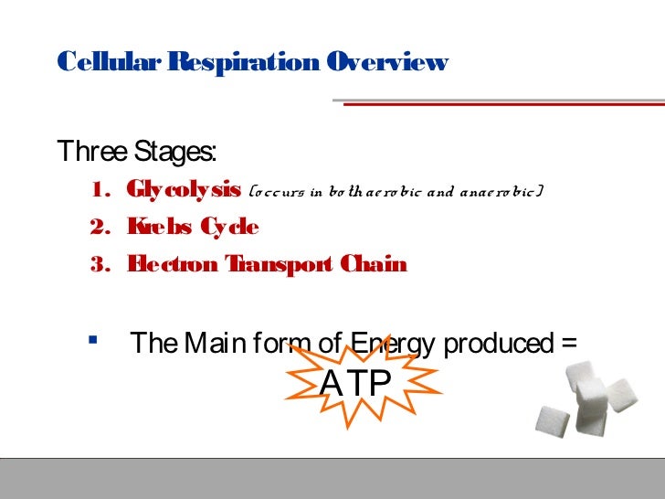 Four Stages Of Cellular Respiration Essay Four Stages Of Cellular Respiration Essay