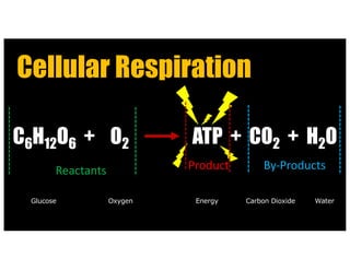 Understanding Cellular Respiration and Photosynthesis: Key Biological ...
