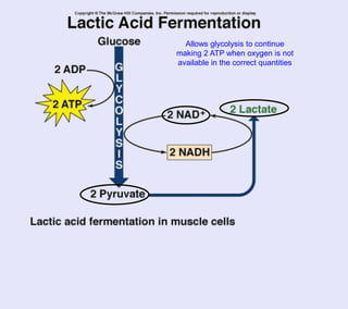 Allows glycolysis to continue
making 2 ATP when oxygen is not
available in the correct quantities
 
