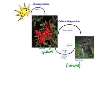 photosynthesis

  water




                  Cellular Respiration


                     Carbon dioxide




                                          ATP
                           Oxygen

      autotroph
                     Glucose


                    chemical
                    energy
                                      heterotroph
 