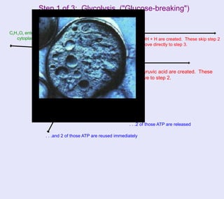 Step 1 of 3: Glycolysis ("Glucose-breaking")


C6H12O6 enters the
   cytoplasm                                                    2 NADH + H are created. These skip step 2
                                                                and move directly to step 3.


                              Glycolysis
                                                                  2 pyruvic acid are created. These
                                                                  move to step 2.




                               4 ATP are created. . .

                                                              . . .2 of those ATP are released

                     . . .and 2 of those ATP are reused immediately
 