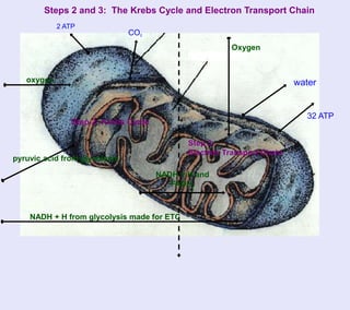 Steps 2 and 3: The Krebs Cycle and Electron Transport Chain
            2 ATP
                               CO2
                                                       Oxygen



   oxygen                                                              water


                                                                          32 ATP
               Step 2: Krebs Cycle

                                            Step 3:
                                            Electron Transport Chain
pyruvic acid from glycolysis

                                     NADH + H and
                                        FADH2



    NADH + H from glycolysis made for ETC
 