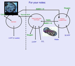 For your notes:

                                                                                                 Oxygen
                                                     NADH + H
          Cytoplasm

C6H12O6                       Pyruvic Acid

                                             Kreb's Cycle (Citric                         Electron
                                                Acid Cycle)            FADH2           Transport Chain
              Glycolysis
                                                                    NADH + H



                                                                    Mitochondria

                                      Oxygen                                                      32 ATP
           4 ATP (2 usable)
                                                                                   Water
                                             2 ATP              CO2
 