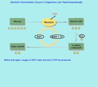 Alcoholic Fermentation Occurs in Organisms Like Yeast Anaerobically



                                              2 ATP




Notice that again, oxygen is NOT used and only 2 ATP are produced
 