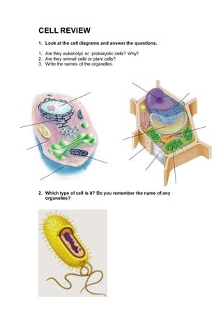 CELL REVIEW
1. Look at the cell diagrams and answer the questions.
1. Are they eukariotyc or prokaryotic cells? Why?
2. Are they animal cells or plant cells?
3. Write the names of the organelles.
2. Which type of cell is it? Do you remember the name of any
organelles?
 