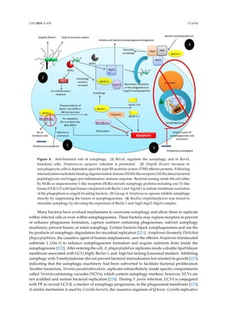 comprehensive review of autophagy and its role.pdf