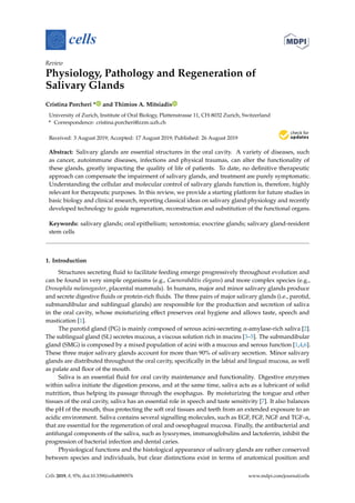 cells
Review
Physiology, Pathology and Regeneration of
Salivary Glands
Cristina Porcheri * and Thimios A. Mitsiadis
University of Zurich, Institute of Oral Biology, Plattenstrasse 11, CH-8032 Zurich, Switzerland
* Correspondence: cristina.porcheri@zzm.uzh.ch
Received: 3 August 2019; Accepted: 17 August 2019; Published: 26 August 2019


Abstract: Salivary glands are essential structures in the oral cavity. A variety of diseases, such
as cancer, autoimmune diseases, infections and physical traumas, can alter the functionality of
these glands, greatly impacting the quality of life of patients. To date, no definitive therapeutic
approach can compensate the impairment of salivary glands, and treatment are purely symptomatic.
Understanding the cellular and molecular control of salivary glands function is, therefore, highly
relevant for therapeutic purposes. In this review, we provide a starting platform for future studies in
basic biology and clinical research, reporting classical ideas on salivary gland physiology and recently
developed technology to guide regeneration, reconstruction and substitution of the functional organs.
Keywords: salivary glands; oral epithelium; xerostomia; exocrine glands; salivary gland-resident
stem cells
1. Introduction
Structures secreting fluid to facilitate feeding emerge progressively throughout evolution and
can be found in very simple organisms (e.g., Caenorabditis elegans) and more complex species (e.g.,
Drosophila melanogaster, placental mammals). In humans, major and minor salivary glands produce
and secrete digestive fluids or protein-rich fluids. The three pairs of major salivary glands (i.e., parotid,
submandibular and sublingual glands) are responsible for the production and secretion of saliva
in the oral cavity, whose moisturizing effect preserves oral hygiene and allows taste, speech and
mastication [1].
The parotid gland (PG) is mainly composed of serous acini-secreting α-amylase-rich saliva [2].
The sublingual gland (SL) secretes mucous, a viscous solution rich in mucins [3–5]. The submandibular
gland (SMG) is composed by a mixed population of acini with a mucous and serous function [1,4,6].
These three major salivary glands account for more than 90% of salivary secretion. Minor salivary
glands are distributed throughout the oral cavity, specifically in the labial and lingual mucosa, as well
as palate and floor of the mouth.
Saliva is an essential fluid for oral cavity maintenance and functionality. Digestive enzymes
within saliva initiate the digestion process, and at the same time, saliva acts as a lubricant of solid
nutrition, thus helping its passage through the esophagus. By moisturizing the tongue and other
tissues of the oral cavity, saliva has an essential role in speech and taste sensitivity [7]. It also balances
the pH of the mouth, thus protecting the soft oral tissues and teeth from an extended exposure to an
acidic environment. Saliva contains several signalling molecules, such as EGF, FGF, NGF and TGF-α,
that are essential for the regeneration of oral and oesophageal mucosa. Finally, the antibacterial and
antifungal components of the saliva, such as lysozymes, immunoglobulins and lactoferrin, inhibit the
progression of bacterial infection and dental caries.
Physiological functions and the histological appearance of salivary glands are rather conserved
between species and individuals, but clear distinctions exist in terms of anatomical position and
Cells 2019, 8, 976; doi:10.3390/cells8090976 www.mdpi.com/journal/cells
 