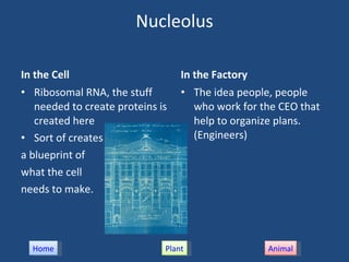 Cells | PPT
